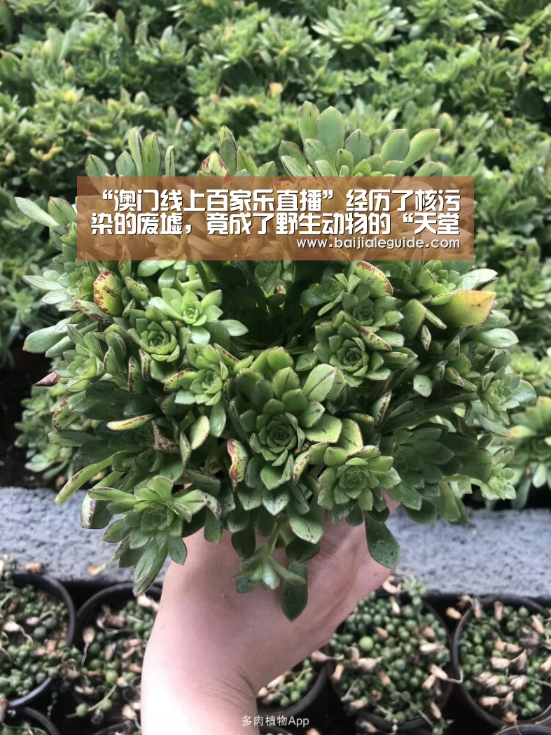 “澳门线上百家乐直播”经历了核污染的废墟,竟成了野生动物的“天堂”?(图2) 澳门线上百家乐